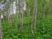 Sklypas su pamatais Aliuose, Utenos r. sav. - nuotraukos Nr. 4