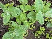 Mėta - nuotraukos Nr. 34