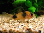 Corydoras, Loricaria. - nuotraukos Nr. 6