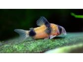 Corydoras, Loricaria. - nuotraukos Nr. 7