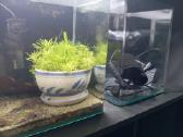 Dennerle nano cube 20l - nuotraukos Nr. 2