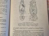 Bestuburių zoologija - nuotraukos Nr. 3