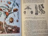 Bestuburių zoologija - nuotraukos Nr. 5