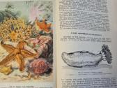 Bestuburių zoologija - nuotraukos Nr. 6