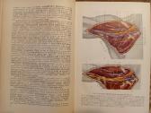Topografinės Anatomijos praktinis vadovas 1967 - nuotraukos Nr. 6