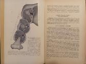 Topografinės Anatomijos praktinis vadovas 1967 - nuotraukos Nr. 7