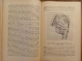 Topografinės Anatomijos praktinis vadovas 1967 - nuotraukos Nr. 10