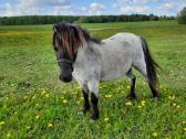 Parduodamos poni kumelaites - nuotraukos Nr. 4