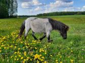 Parduodamos poni kumelaites - nuotraukos Nr. 5