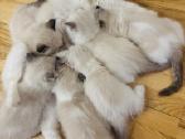 Ragdoll kaciukai - nuotraukos Nr. 16