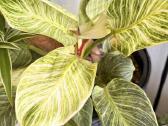 Philodendron Birkin