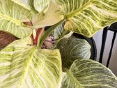 Philodendron Birkin - nuotraukos Nr. 2