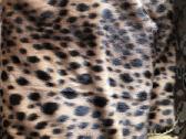Audinis (leopardas) - nuotraukos Nr. 2