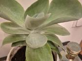 Kambarine gele "Echeveria". - nuotraukos Nr. 4