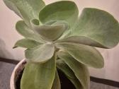 Kambarine gele "Echeveria". - nuotraukos Nr. 5