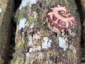 Shiitake rąsteliai, grybai