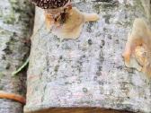 Shiitake rąsteliai, grybai - nuotraukos Nr. 2