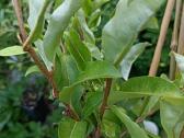 Žilakrūmis gausiažiedis (Elaeagnus multiflora) - nuotraukos Nr. 2
