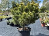 Dekoratyviniai lauko augalai – tujos, kadagiai, pu - nuotraukos Nr. 30