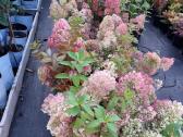 Hortenzijos,rododendrai,azalijos ,magnolijos
