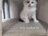 Kilmingi Ragdoll kačiukai - nuotraukos Nr. 5