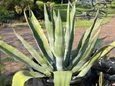 Agava