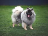 Volfšpicai (keeshond) rezervacijai - nuotraukos Nr. 25