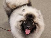 Volfšpicai (keeshond) rezervacijai - nuotraukos Nr. 24