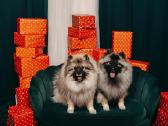 Volfšpicai (keeshond) rezervacijai - nuotraukos Nr. 26
