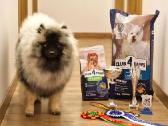 Volfšpicai (keeshond) rezervacijai - nuotraukos Nr. 27