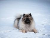 Volfšpicai (keeshond) rezervacijai - nuotraukos Nr. 28