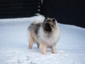 Volfšpicai (keeshond) rezervacijai - nuotraukos Nr. 29