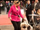 Volfšpicai (keeshond) rezervacijai - nuotraukos Nr. 30