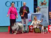 Volfšpicai (keeshond) rezervacijai - nuotraukos Nr. 31