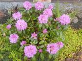 Rododendrai - nuotraukos Nr. 2
