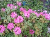 Rododendrai - nuotraukos Nr. 3