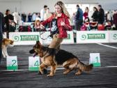 Ilgaplaukiai Vokiečių Aviganių šuniukai - nuotraukos Nr. 6