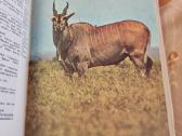 Safari šalia Kilimandžaro - nuotraukos Nr. 7