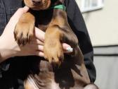 Dobermanai - nuotraukos Nr. 2