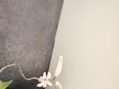 Haworthia cymbiformis 'Variegata' - nuotraukos Nr. 6