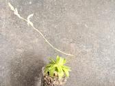 Haworthia cymbiformis 'Variegata' - nuotraukos Nr. 7