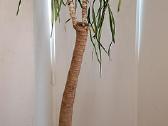 Parduodame palmę noliną