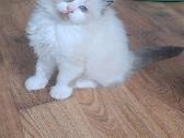 Kilmingi Ragdoll kačiukai - nuotraukos Nr. 3