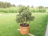 Pinus Mugo Gnom kalninė pušis - Bonsai - nuotraukos Nr. 8