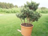 Pinus Mugo Gnom kalninė pušis - Bonsai - nuotraukos Nr. 10