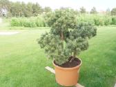 Pinus Mugo Gnom kalninė pušis - Bonsai - nuotraukos Nr. 9