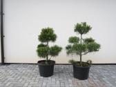 Pinus Mugo Gnom kalninė pušis - Bonsai - nuotraukos Nr. 13