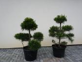 Pinus Mugo Gnom kalninė pušis - Bonsai - nuotraukos Nr. 14