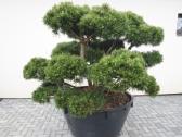 Pinus Mugo Gnom kalninė pušis - Bonsai - nuotraukos Nr. 2