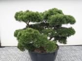 Pinus Mugo Gnom kalninė pušis - Bonsai - nuotraukos Nr. 5